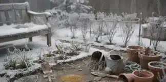 Jardinage en hiver : 10 erreurs courantes à éviter jardinage erreur hiver