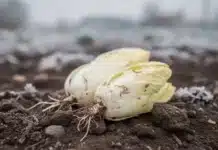 Tout comprendre sur le forçage des endives ou chicons : techniques, étapes et astuces pour réussir vos légumes d’hiver Endive