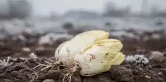 Tout comprendre sur le forçage des endives ou chicons : techniques, étapes et astuces pour réussir vos légumes d’hiver Endive