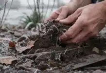 Comment enrichir et améliorer le sol en hiver Enrichir son sol hiver