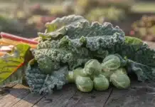 Quels sont les légumes qui résistent le mieux au froid ? Legume resiste au froid