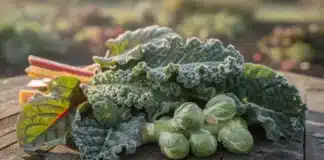 Quels sont les légumes qui résistent le mieux au froid ? Legume resiste au froid