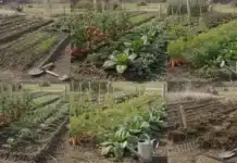 Calendrier du potager mois par mois : organiser ses cultures au fil des saisons Potager mois par mois calendrier