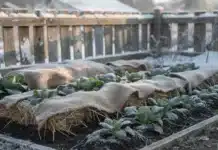 Comment protéger efficacement son potager contre le gel et les intempéries en janvier ? Protéger son potager hiver