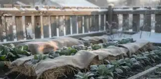 Comment protéger efficacement son potager contre le gel et les intempéries en janvier ? Protéger son potager hiver