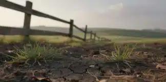 Le repos du sol : mythe ou nécessité ? Repos du sol