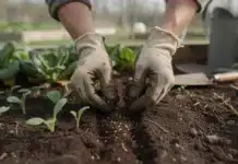 Quand et comment semer des légumes précoces pour un potager d’avance ? Semer ses légumes précoses