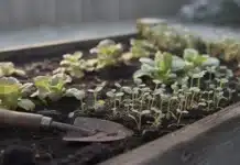 Semis précoces : erreurs à éviter en janvier pour réussir son potager Semis en janvier pour réussir