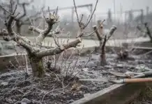 Taille d’hiver des fruitiers et des arbustes utiles au potager : réussir l’entretien pendant le repos végétatif Taille des arbres hiver