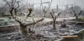 Taille d’hiver des fruitiers et des arbustes utiles au potager : réussir l’entretien pendant le repos végétatif Taille des arbres hiver