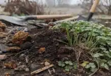 Amender son sol en janvier : fumier, compost, engrais verts pour un potager sain amender son sol en janvier