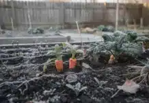 Anticiper les maladies du potager dès l’hiver : préparer un printemps sain anticiper maladie hiver