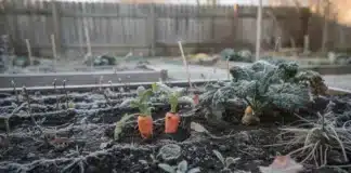 Anticiper les maladies du potager dès l’hiver : préparer un printemps sain anticiper maladie hiver