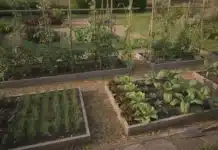 Quelles plantations réaliser en janvier : sud de la France vs régions plus froides ? planification de l'année au potager