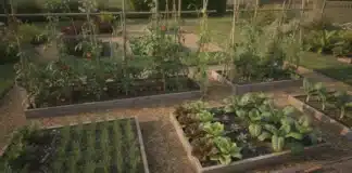 Planification de l’année au potager : rotation des cultures, design de parcelles et choix variétaux planification de l'année au potager