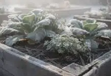 Plantes compagnes en hiver : quelles associations protéger et nourrir le sol plante compagne hiver