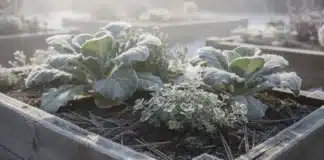 Plantes compagnes en hiver : quelles associations protéger et nourrir le sol plante compagne hiver