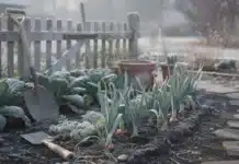 Potager bio : que faire en janvier pour bien démarrer l’année potager bio janvier