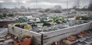 Les erreurs à éviter au potager en février Les erreurs à éviter au potager en février