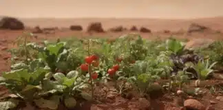 Mars 2026 : le grand réveil du potager bio MArs le reveil du potager