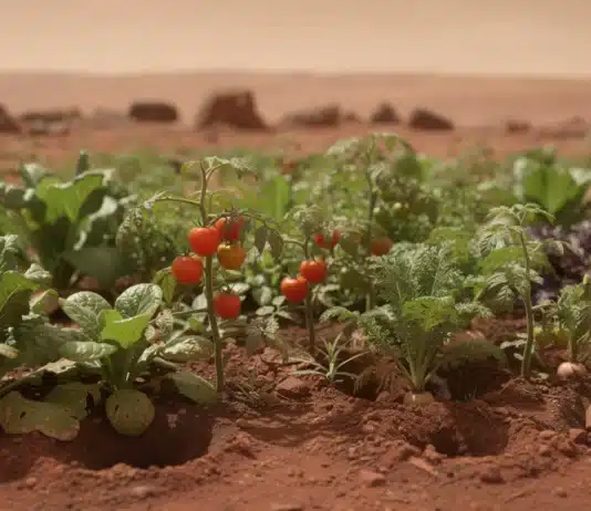 Mars 2026 : le grand réveil du potager bio MArs le reveil du potager