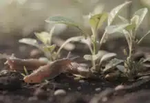 Hiver doux : le réveil précoce des limaces et pucerons, comment anticiper ? hiver doux limace