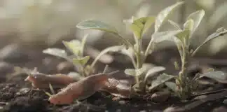 Hiver doux : le réveil précoce des limaces et pucerons, comment anticiper ? hiver doux limace