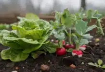 Météo clémente : quels légumes peut-on avancer sans risque ? legume meteo clémente fin février