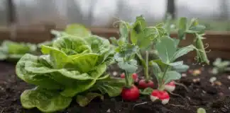 Météo clémente : quels légumes peut-on avancer sans risque ? legume meteo clémente fin février