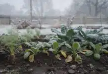 Quels légumes planter en février selon sa région ? Conseils pratiques pour réussir son potager hivernal légume planter en février
