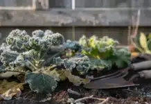 Risque de gel au potager : comprendre, anticiper et protéger ses cultures Gel sur le potager printemps