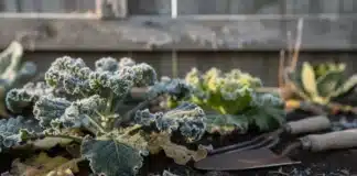 Risque de gel au potager : comprendre, anticiper et protéger ses cultures Gel sur le potager printemps