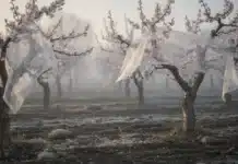 Verger précoce : comment protéger vos fleurs de fruitiers du gel à venir ? Verger précoce