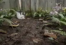 Douceur et pluies records : comment préparer un sol détrempé ? douceur pluie jardinage