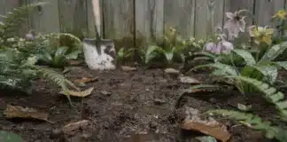 Douceur et pluies records : comment préparer un sol détrempé ? douceur pluie jardinage