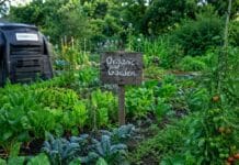 Débuter un potager bio : tous nos conseils pour bien commencer