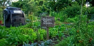 Débuter un potager bio : tous nos conseils pour bien commencer