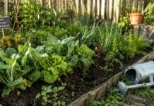 Les 10 erreurs à ne pas commettre quand on débute son potager