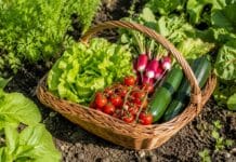 Quels sont les légumes les plus faciles à cultiver pour un débutant ?