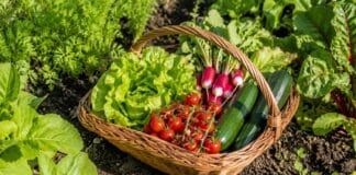 Quels sont les légumes les plus faciles à cultiver pour un débutant ?