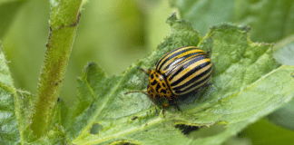 Doryphore : comment lutter naturellement contre ce ravageur de la pomme de terre ? Gros plan macro doryphore raye sur feuille de pomme de terre