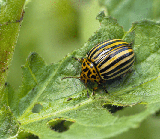 Doryphore : comment lutter naturellement contre ce ravageur de la pomme de terre ? Gros plan macro doryphore raye sur feuille de pomme de terre