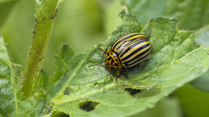 Doryphore au potager Gros plan macro doryphore raye sur feuille de pomme de terre