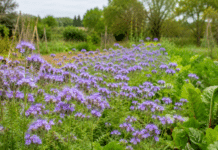 Les engrais verts : lesquels semer pour enrichir la terre de son potager ? Champ de phacelie en floraison violette au milieu d un potager bio