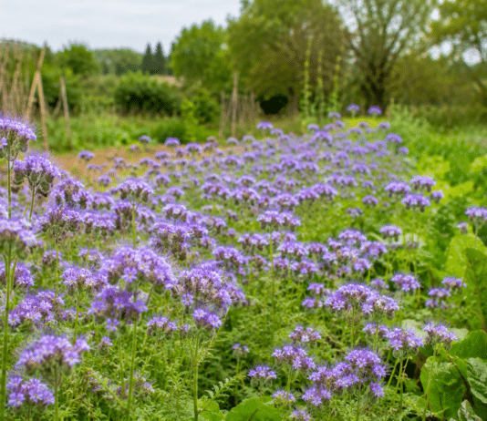 Les engrais verts : lesquels semer pour enrichir la terre de son potager ? Champ de phacelie en floraison violette au milieu d un potager bio