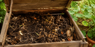 Réussir son compost : le guide complet pour un engrais 100% naturel Composteur en bois ouvert avec compost mur et dechets organiques