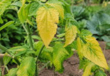 Pourquoi les feuilles de mes plants de légumes jaunissent-elles ? Plants de legumes avec feuilles jaunissantes au potager bio
