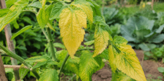 Pourquoi les feuilles de mes plants de légumes jaunissent-elles ? Plants de legumes avec feuilles jaunissantes au potager bio