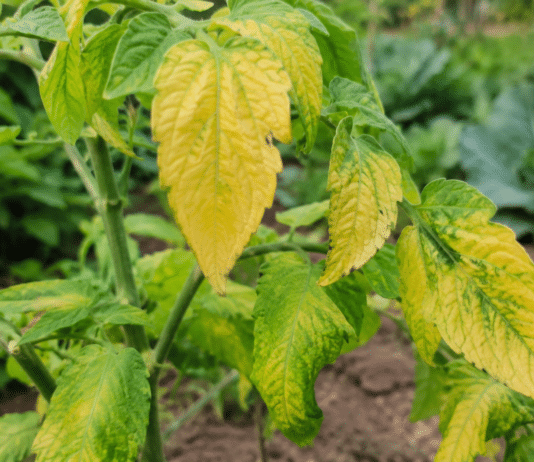 Pourquoi les feuilles de mes plants de légumes jaunissent-elles ? Plants de legumes avec feuilles jaunissantes au potager bio