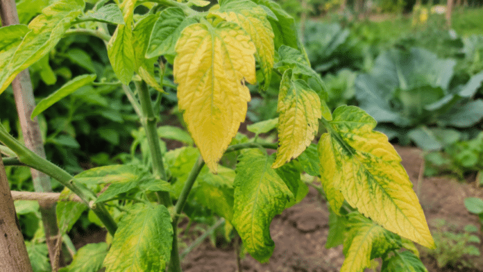 Feuilles jaunes au potager Plants de legumes avec feuilles jaunissantes au potager bio